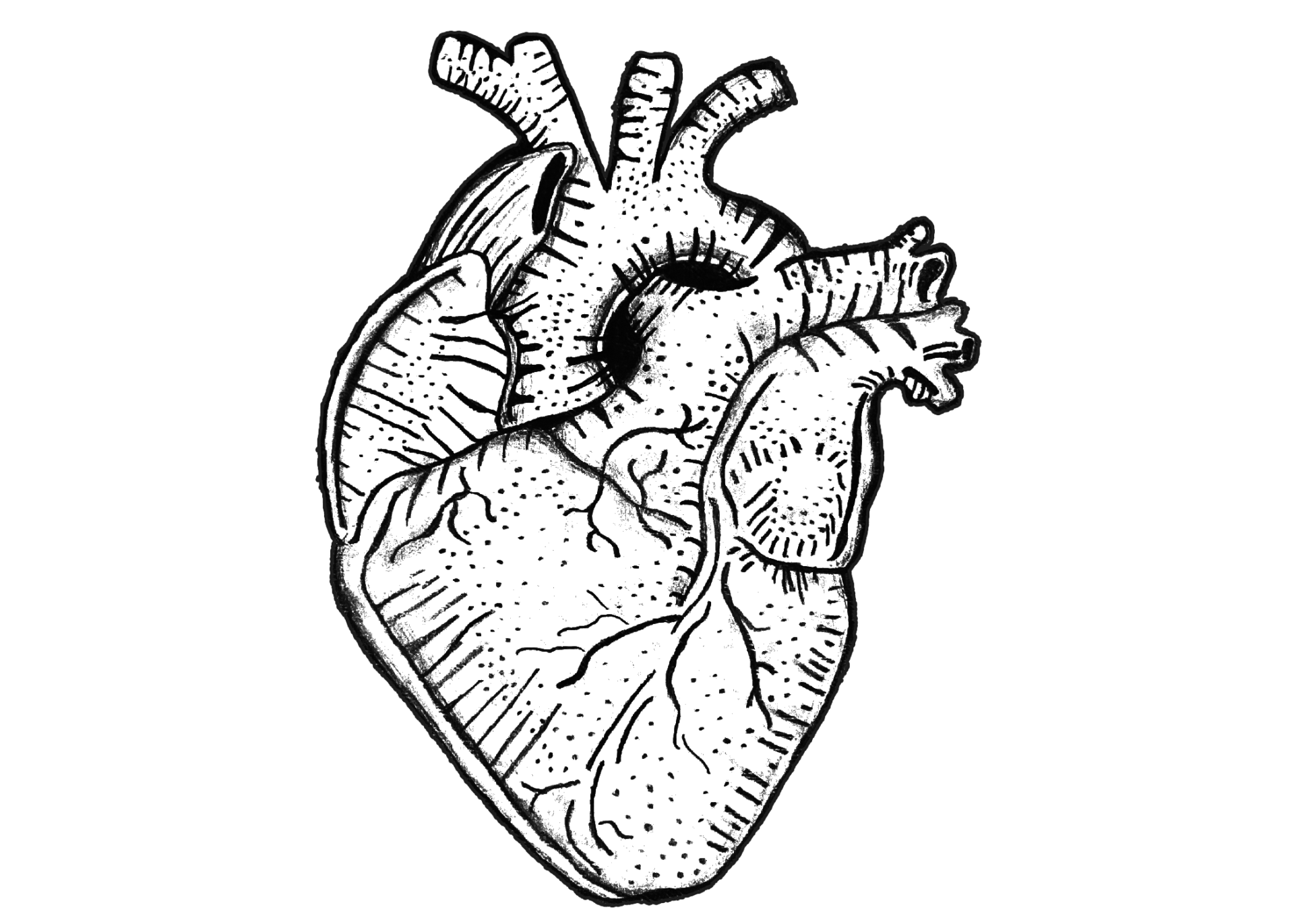 Pencil illustration of an anatomical heart
