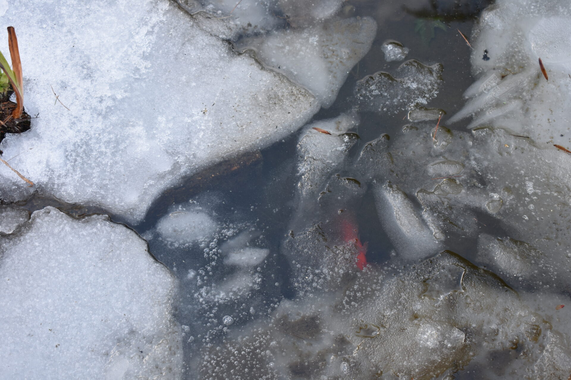 A single orange goldfish can be seen underneath a frozen pond.