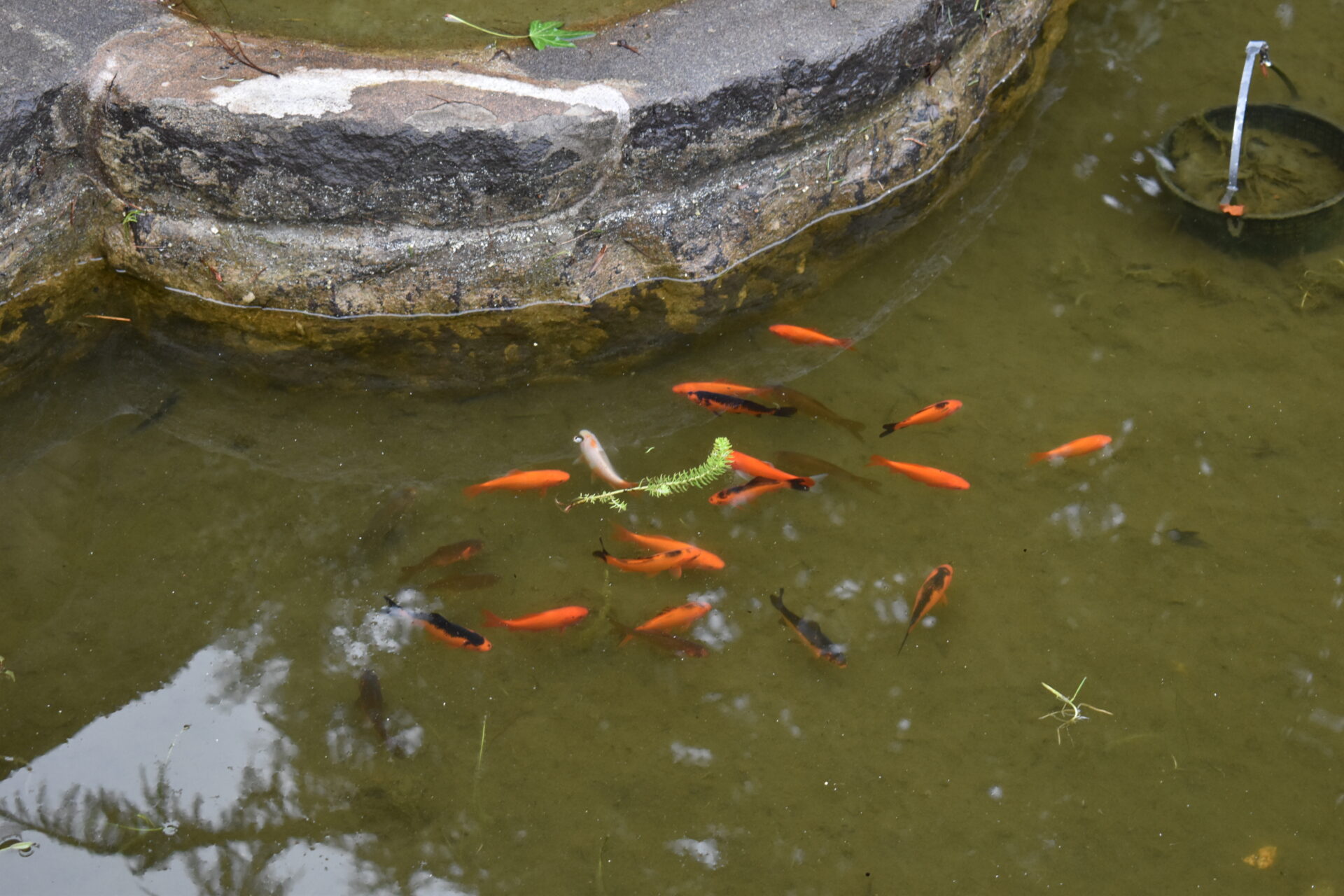 Orange goldfish swimming together in the Lily Pond