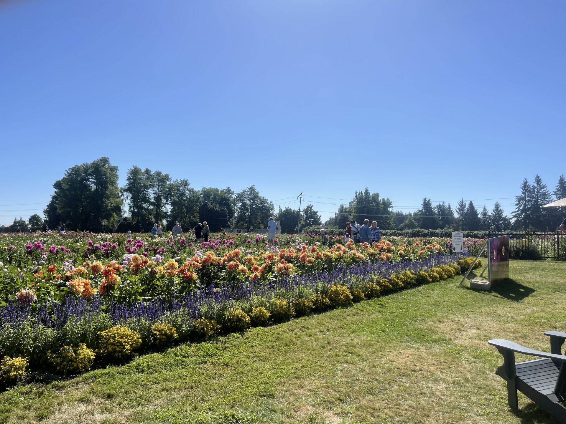 Rows of dahlias in the background behind a grassy patch with clear sky above.