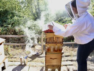 Student in beekeeping suit harvesting honey.