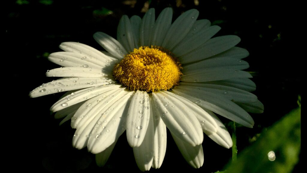 Photo of a daisy.