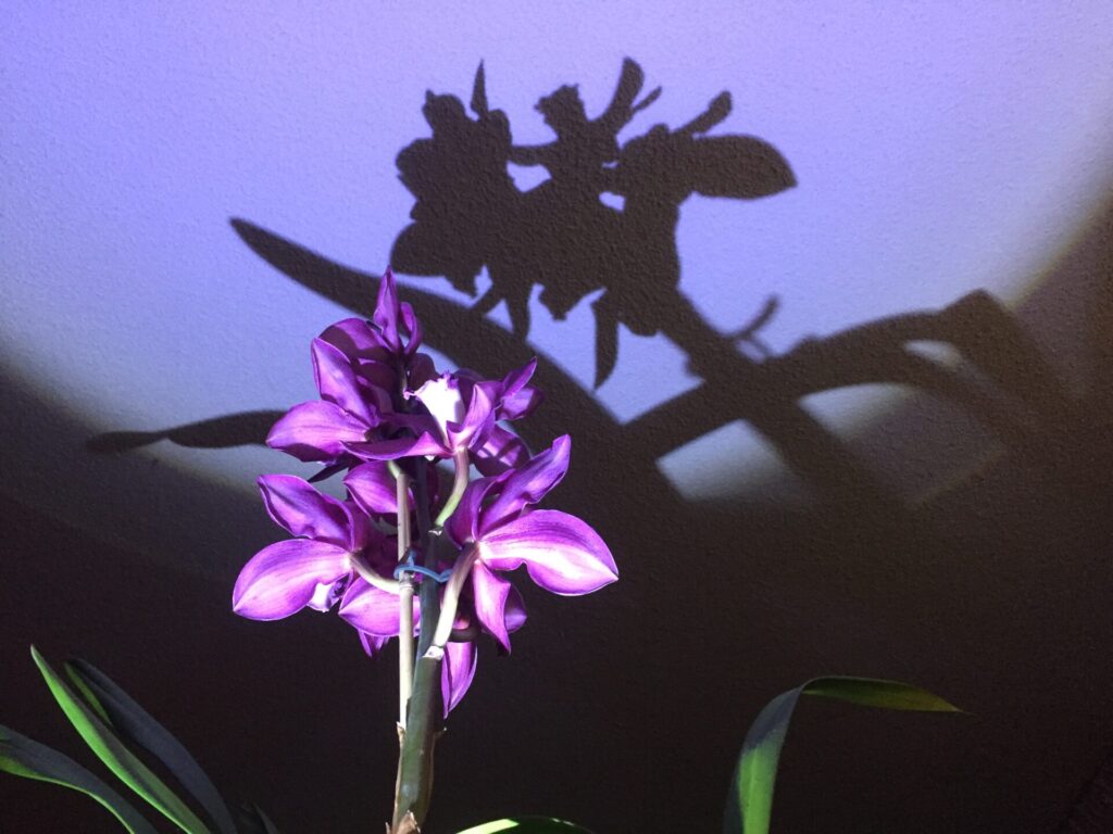 Photo of a illuminated purple flower.