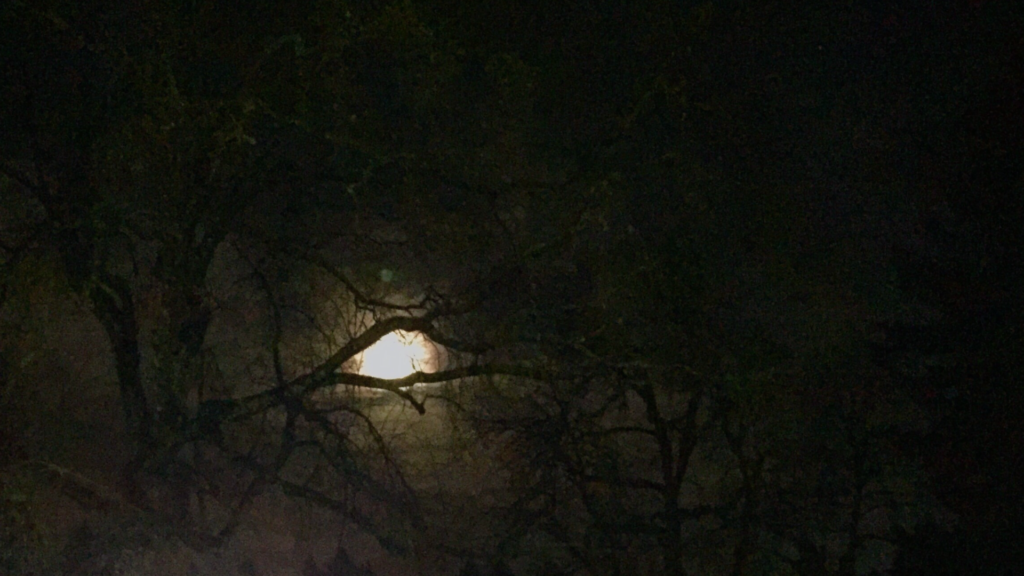 Photo of the moon behind branches.