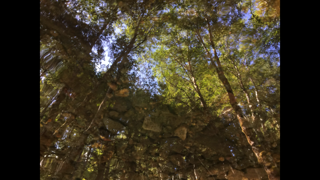 Photo of a forest reflected in a puddle.