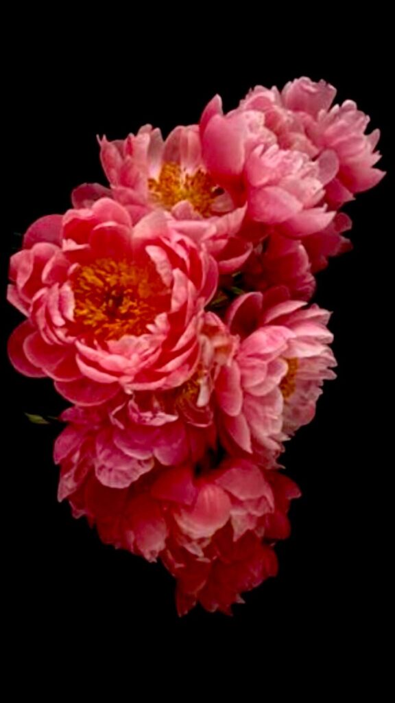 Photo of roses on a black background.