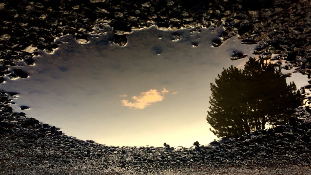 Photo of a tree reflected in a puddle.