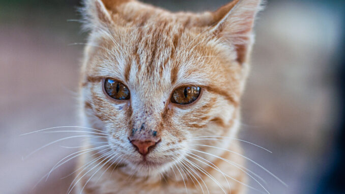 Photo of an orange cat