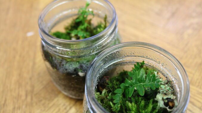 Photo of a twomoss terrariums in a jars