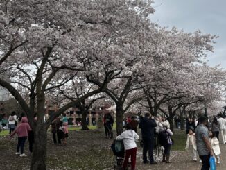 Photo of cherry blossoms