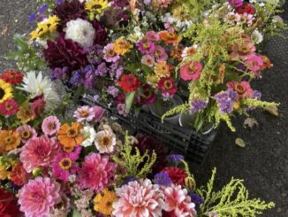 A photo of colorful flowers at the PSU farmer's market